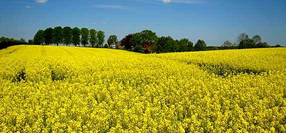 Leben in der Region Itzehoe