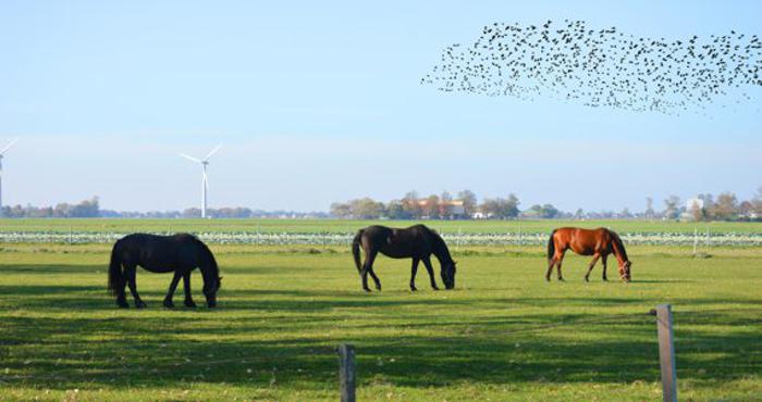 Leben in und um Norderstedt